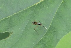 Rainieria