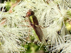 Odontomyia decipiens