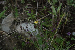 Sisyrinchium palustre
