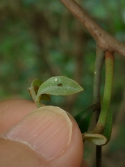 Neopithecops zalmora