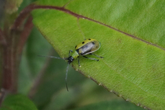 Diabrotica decempunctata