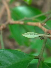 Neopithecops zalmora