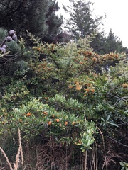 Pyracantha angustifolia
