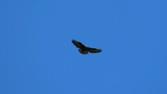 Buteo brachyurus