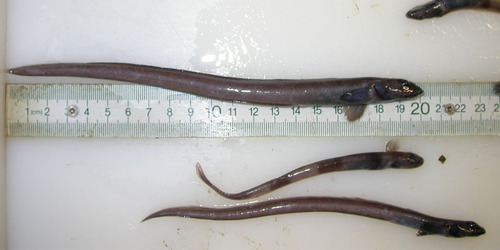 Common wolf eel (Lycenchelys paxillus) — Zoarcidae — 4
