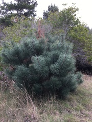Pinus muricata