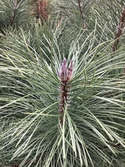 Pinus muricata