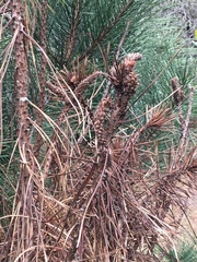 Pinus muricata