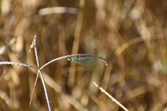 Chrysoperla