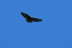 Buteo brachyurus