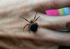Araneus granadensis