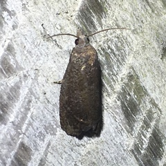 Eucosma sombreana