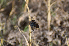 Brephidium exilis exilis