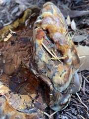 Ganoderma polychromum