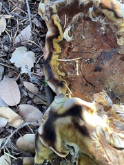 Ganoderma polychromum