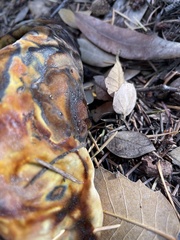 Ganoderma polychromum
