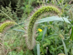 Setaria