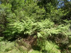 Hypolepis glandulifera