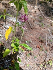Agastache palmeri