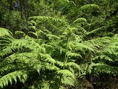 Hypolepis glandulifera