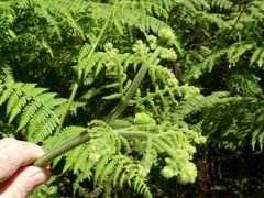 Hypolepis glandulifera
