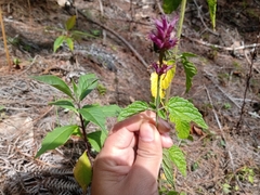 Agastache palmeri