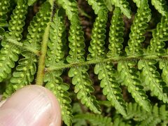 Hypolepis glandulifera