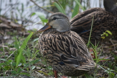 Anas platyrhynchos × fulvigula