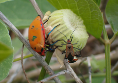 Tectocoris diophthalmus