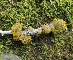 Teloschistes exilis