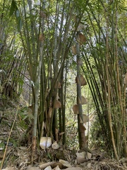 Bambusa vulgaris