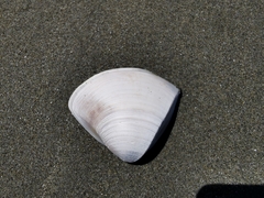 Crassula aequilatera