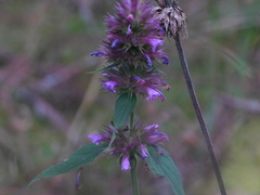 Agastache palmeri