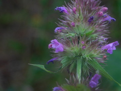 Agastache palmeri
