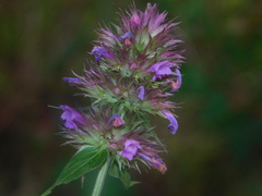 Agastache palmeri