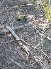 Platycercus caledonicus