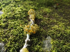 Teloschistes exilis