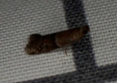 Moodna ostrinella