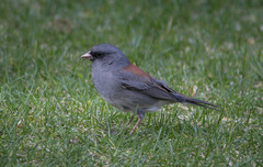 Junco hyemalis caniceps