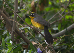 Basileuterus lachrymosus