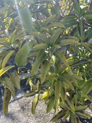 Mangifera indica