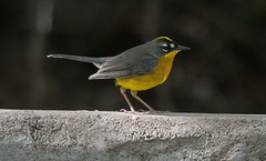 Basileuterus lachrymosus