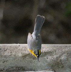 Basileuterus lachrymosus