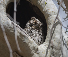 Megascops trichopsis