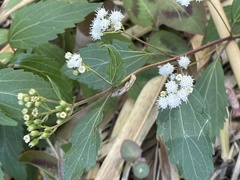 Ageratina riparia