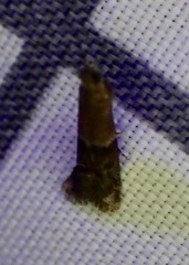 Moodna ostrinella