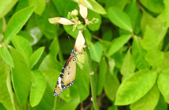 Danaus petilia