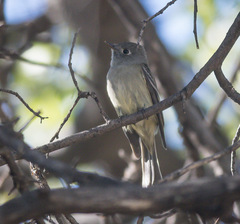 Empidonax hammondii