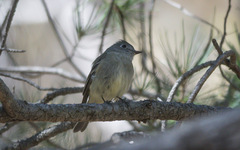 Empidonax hammondii