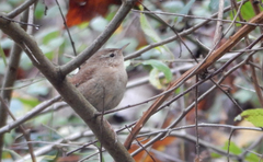 Troglodytes troglodytes
